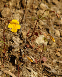 2008-03-31_45 Yellow Monkeyflower Cropped TN.jpg - 41145 Bytes